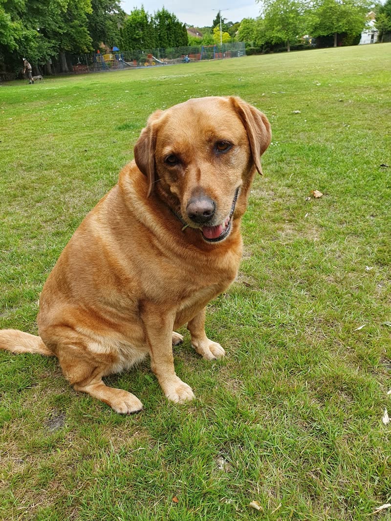 A golden Labrador sitting on grass in a sunny park