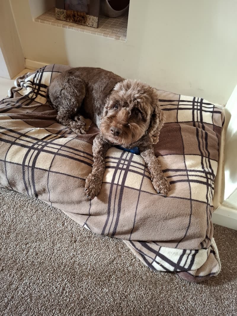 A curly brown cockapoo lying on a tartan dog bed indoors