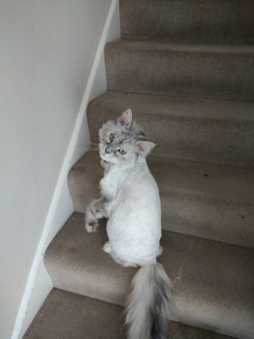A fluffy silver-grey long-haired cat looking up at the camera
