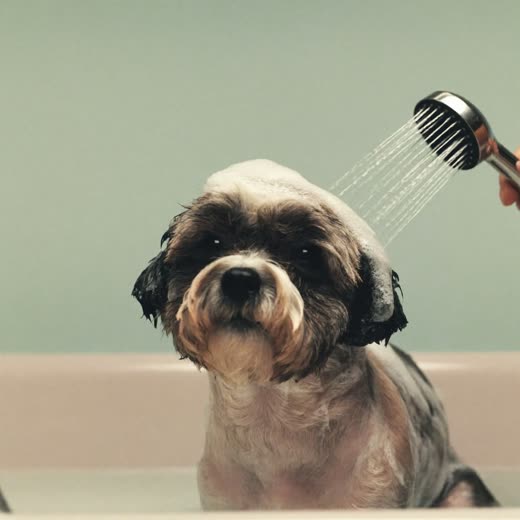 A small dog being bathed in a grooming tub